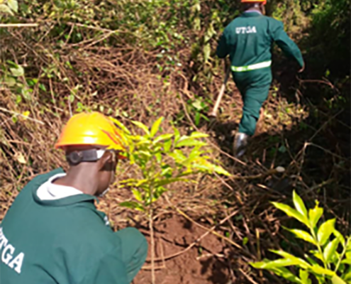 projekt-aufforstung-uganda-baeume-pflanzen-20230303